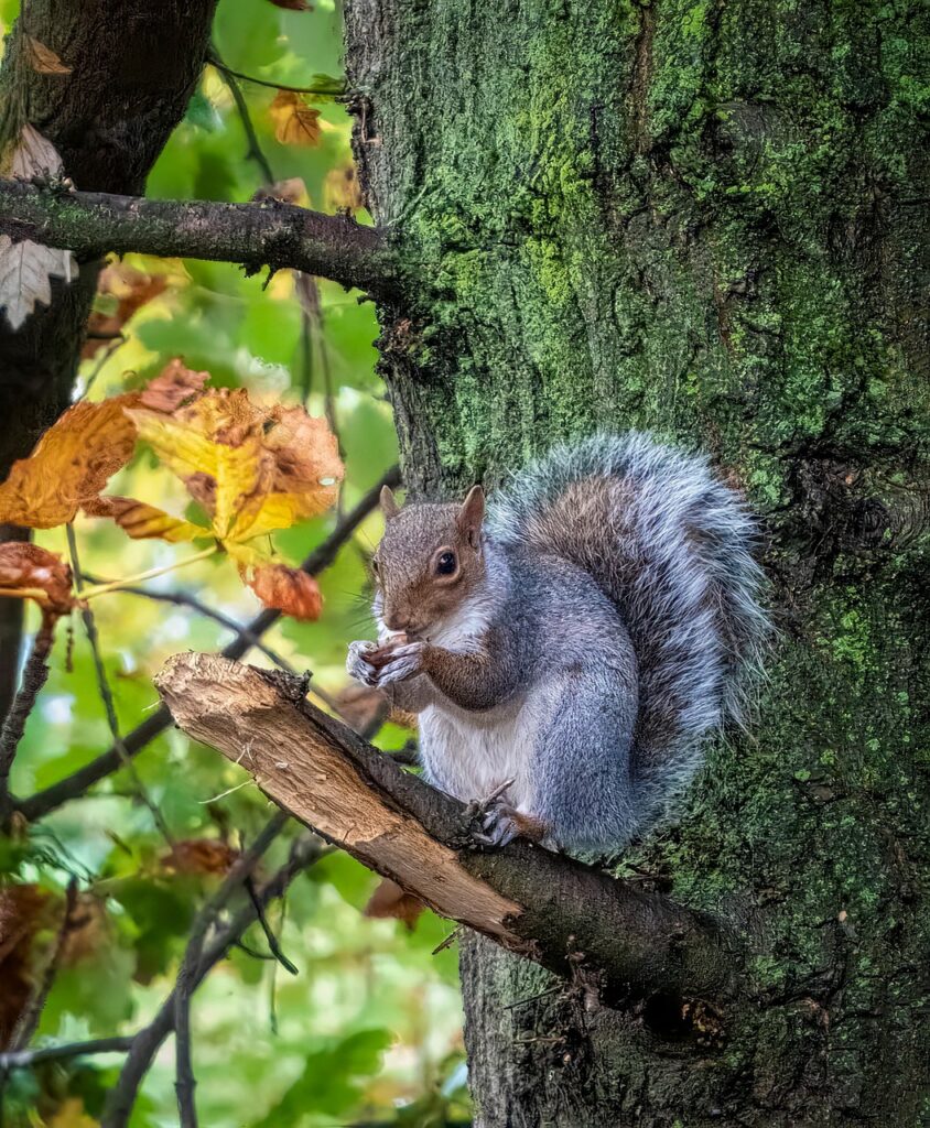 grey squirrel, squirrel, animal, wildlife, rodent, forest, trees, nature, grey squirrel, grey squirrel, grey squirrel, grey squirrel, grey squirrel