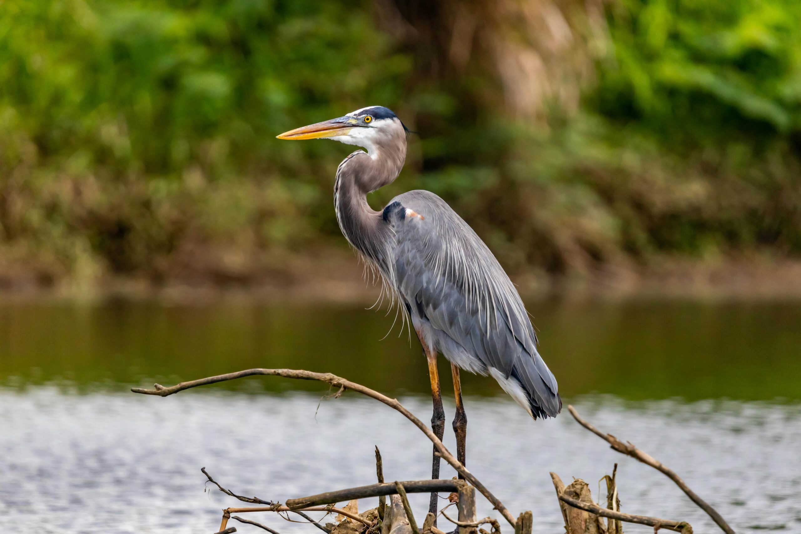 Great blue heron perched on branches at a lakeside, showcasing nature's beauty.